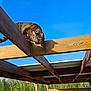 Kempo a rejoint le concours — aidez-le/la à gagner de superbes lots ! adventure, animal, balance, blue_sky, building, cat, climbing, curious, daylight, feline, greenery, nature, outdoor, pet, roof_structure, structure, sunlight, tabby_cat, wood, wooden_beams
