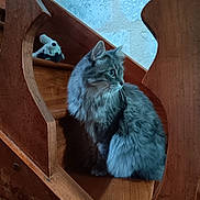 Sally a rejoint le concours — aidez-le/la à gagner de superbes lots ! cat, gray_cat, wooden_stairs, plush_toy, indoor, pet, animal, fur, curious, stairs, banister, wood, sitting, looking_sideways, cozy, domestic, feline, quiet, home, portrait