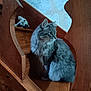 cat, gray_cat, wooden_stairs, plush_toy, indoor, pet, animal, fur, curious, stairs, banister, wood, sitting, looking_sideways, cozy, domestic, feline, quiet, home, portrait