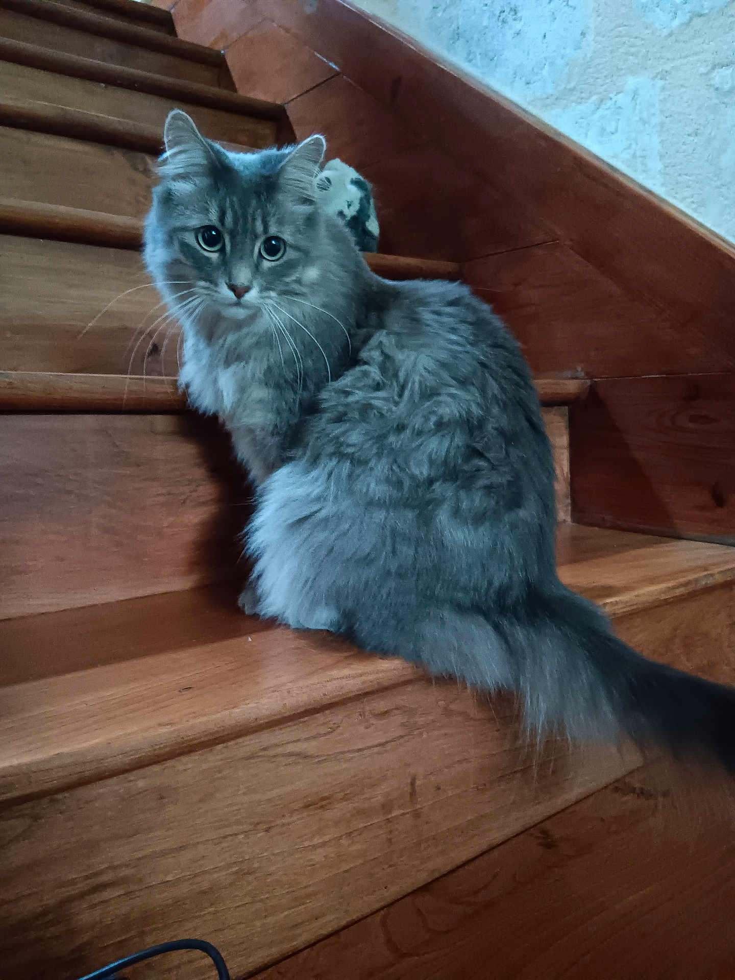 Sally