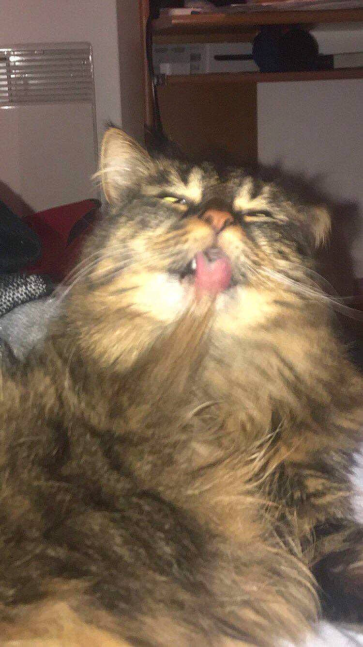 Twix a rejoint le concours — aidez-le/la à gagner de superbes lots ! american_curl, british_longhair, british_semi_longhair, carnivore, cat, domestic_long_haired_cat, fawn, felidae, fur, kitten, maine_coon, mammal, norwegian_forest_cat, persian, small_to_medium_sized_cats, snout, whiskers