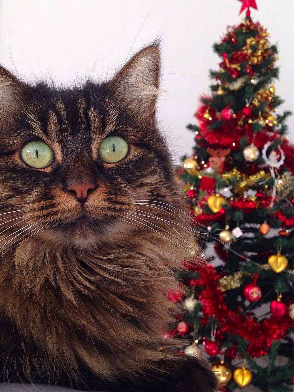 Twix a rejoint le concours — aidez-le/la à gagner de superbes lots ! carnivore, cat, christmas, christmas_decoration, christmas_eve, christmas_ornament, christmas_tree, conifer, domestic_long_haired_cat, felidae, fir, interior_design, maine_coon, norwegian_forest_cat, plant, siberian, small_to_medium_sized_cats, tabby_cat, tree, whiskers