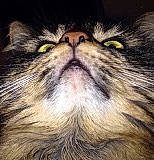 Twix participe au concours pour gagner de l'argent avec cette photo : carnivore, cat, close_up, domestic_long_haired_cat, eye, felidae, fur, maine_coon, mammal, norwegian_forest_cat, nose, persian, siberian, small_to_medium_sized_cats, snout, whiskers