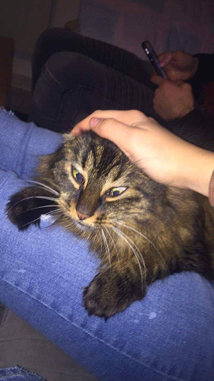 Twix participe au concours pour gagner de l'argent avec cette photo : american_shorthair, carnivore, cat, claw, domestic_long_haired_cat, domestic_short_haired_cat, dragon_li, ear, european_shorthair, eye, felidae, fur, hand, kitten, leg, maine_coon, norwegian_forest_cat, small_to_medium_sized_cats, tabby_cat, whiskers