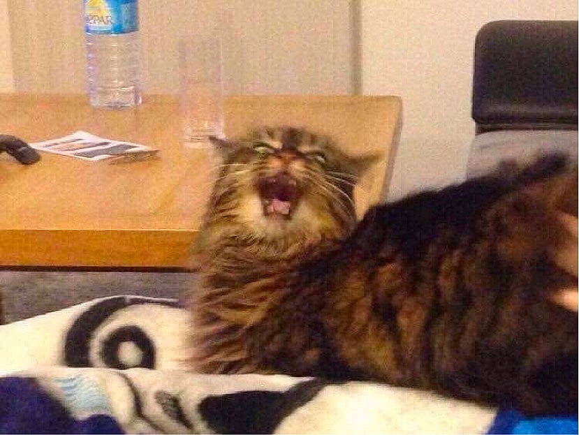 Twix participe au concours pour gagner de l'argent avec cette photo : american_bobtail, american_curl, asian, carnivore, cat, domestic_long_haired_cat, domestic_short_haired_cat, dragon_li, european_shorthair, facial_expression, felidae, fur, kitten, maine_coon, norwegian_forest_cat, siberian, small_to_medium_sized_cats, tabby_cat, whiskers, yawn