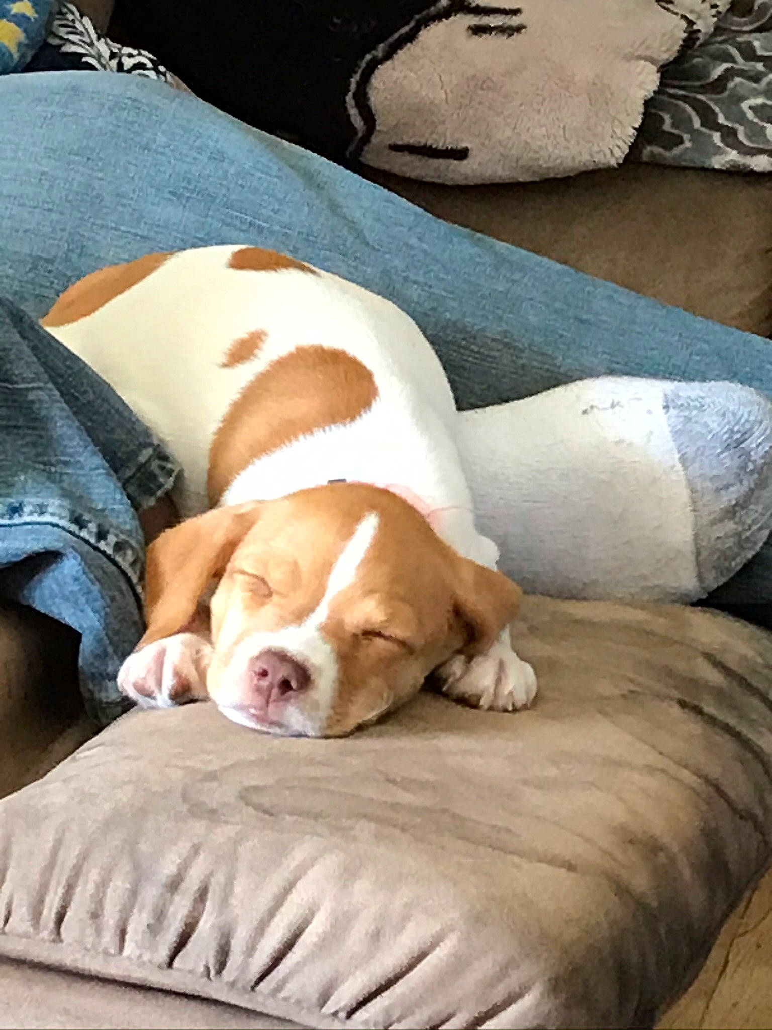 Olaf joined the competition — help win amazing prizes! american_bulldog, bulldog, canidae, carnivore, comfort, companion_dog, dog, dog_breed, fawn, furniture, nap, non_sporting_group, puppy, puppy_love, sleep, sporting_group