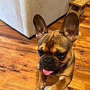 Mila May Abbey is registered to the contest to win money with this photo: animal, brown, close_up, companion, cute, dog, domestic, ear, floor, french_bulldog, friendly, furniture, indoor, paw, pet, playful, sofa, stool, tongue_out, wooden_floor
