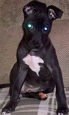 Deebo joined the competition — help win amazing prizes! canidae, carnivore, companion_dog, dog, dog_breed, fawn, non_sporting_group, snout, sporting_group, tail, terrestrial_animal, toy_dog, whiskers, working_animal