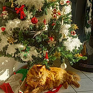Tango a rejoint le concours — aidez-le/la à gagner de superbes lots ! cat, christmas_tree, cozy, decor, festive, greenery, holiday, holiday_decorations, indoor, long_hair, orange_cat, ornaments, pet, red_bow, relaxing, seasonal, sunlight, tile_floor, tree_skirt, white_feathers