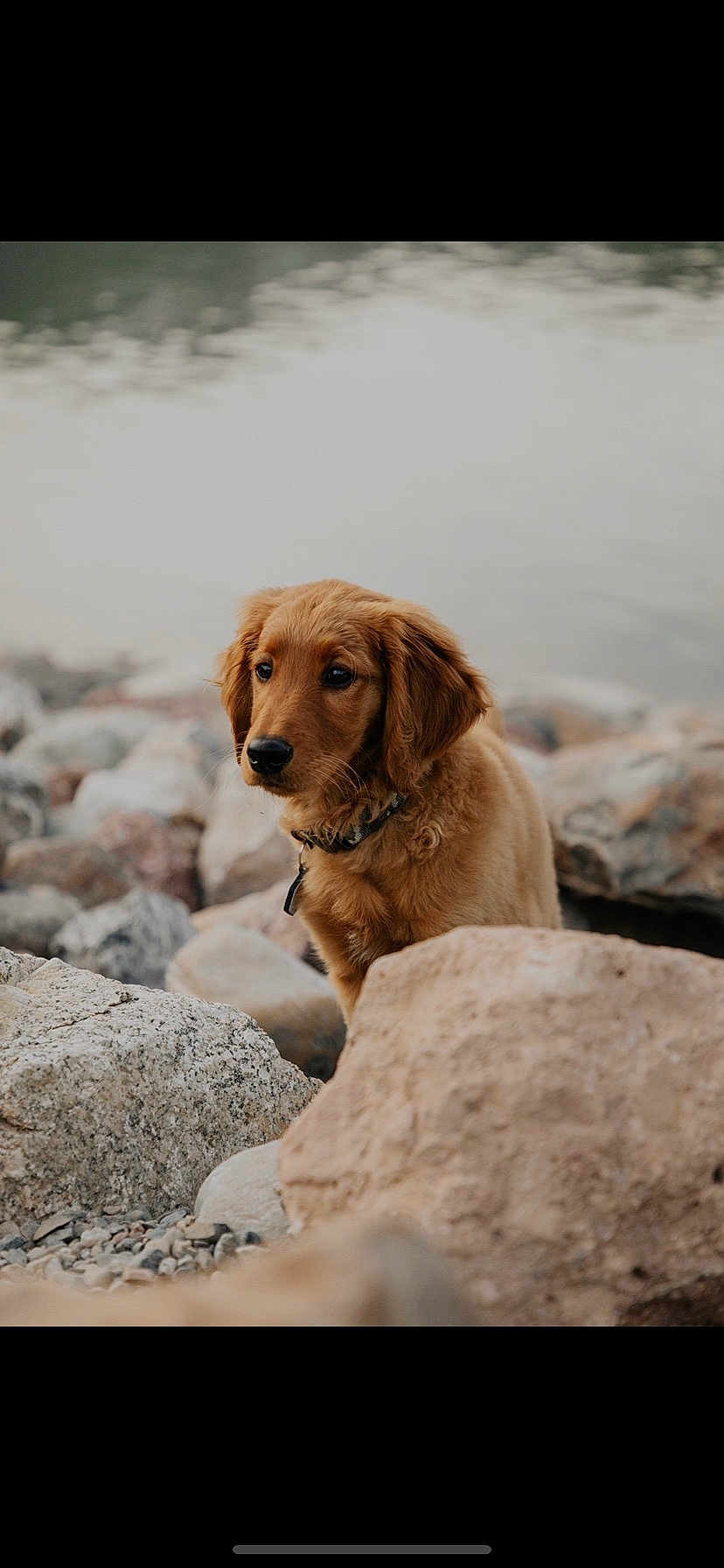 Scout