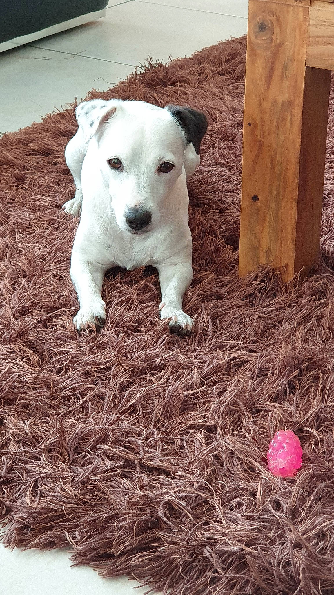 Jazzy participe au concours pour gagner de l'argent avec cette photo : american_bulldog, canidae, carnivore, dog, dog_breed, dogo_argentino, dogo_guatemalteco, fawn, grass, mammal, non_sporting_group, puppy, rare_breed_dog, vertebrate