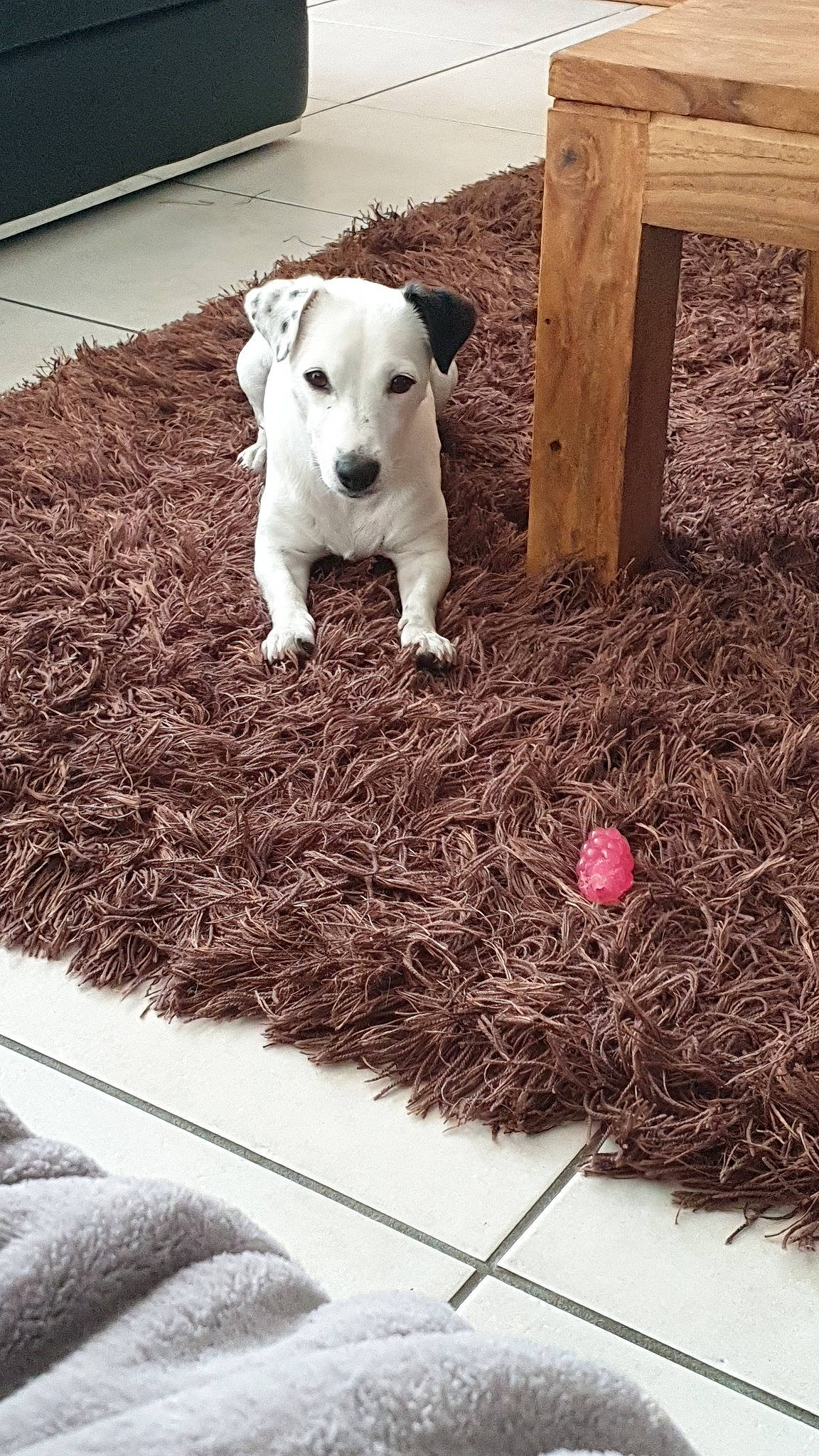 Jazzy a rejoint le concours — aidez-le/la à gagner de superbes lots ! canidae, carnivore, companion_dog, dog, dog_breed, fawn, jack_russell_terrier, non_sporting_group, puppy, terrier