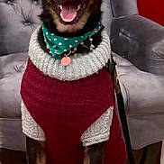 Chunk is registered to the contest to win money with this photo: dog, sweater, scarf, red_carpet, armchair, indoor, pet, sitting, smiling, leash, black_dog, brown_dog, cozy, holiday, furniture, portrait, cute, domestic_animal, happy, warm_clothing