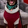 dog, sweater, scarf, red_carpet, armchair, indoor, pet, sitting, smiling, leash, black_dog, brown_dog, cozy, holiday, furniture, portrait, cute, domestic_animal, happy, warm_clothing