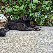 Bagheera is registered to the contest to win money with this photo: black_cat, cat, animal, feline, outdoor, nature, green_leaves, bush, relaxed, lying_down, concrete, texture, peaceful, sunlight, pet, wildlife, fauna, closeup, resting, quiet