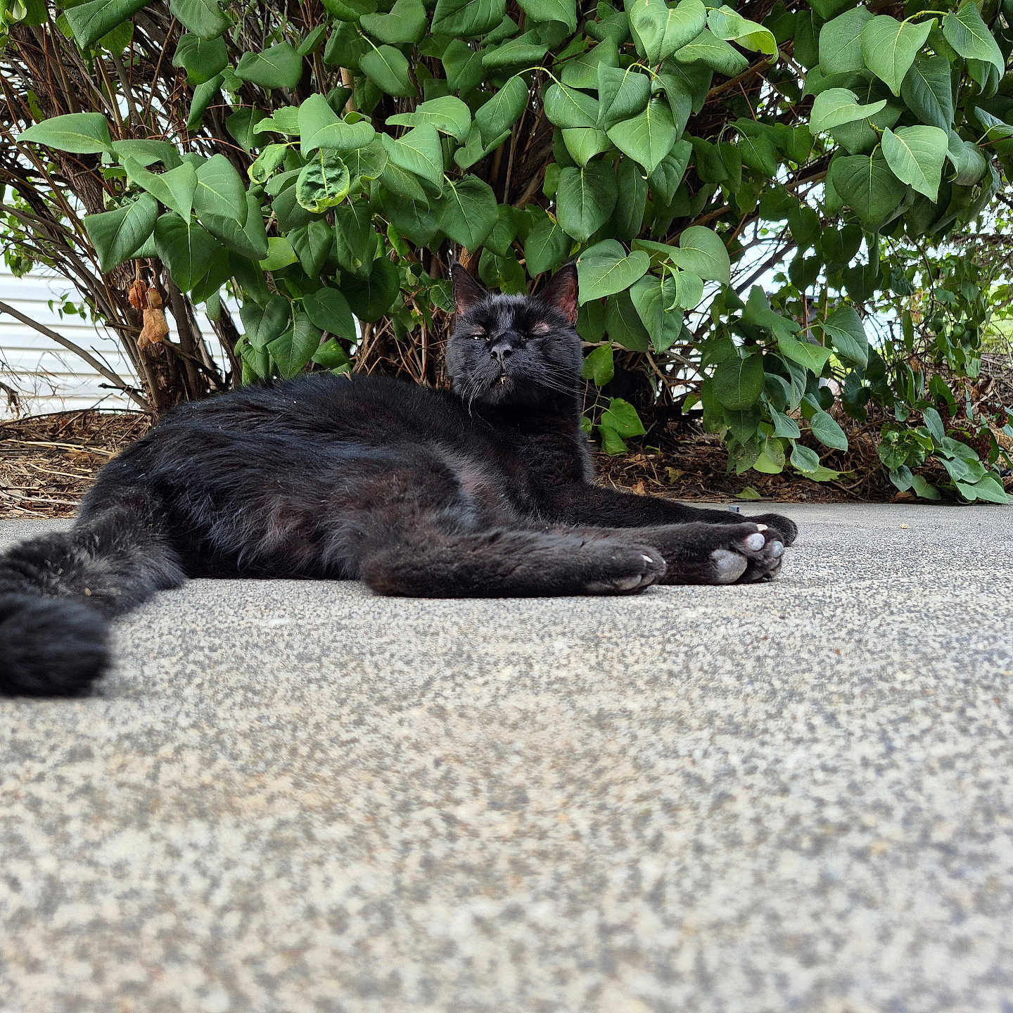 Bagheera