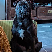 Groot participe au concours pour gagner de l'argent avec cette photo : dog, pug, black_dog, pet, indoor, chair, furniture, entertainment_unit, gaming_controller, floor, tile_floor, white_patch, curious, sitting, home, cozy, animal, mammal, companion, domestic