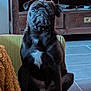 dog, pug, black_dog, pet, indoor, chair, furniture, entertainment_unit, gaming_controller, floor, tile_floor, white_patch, curious, sitting, home, cozy, animal, mammal, companion, domestic