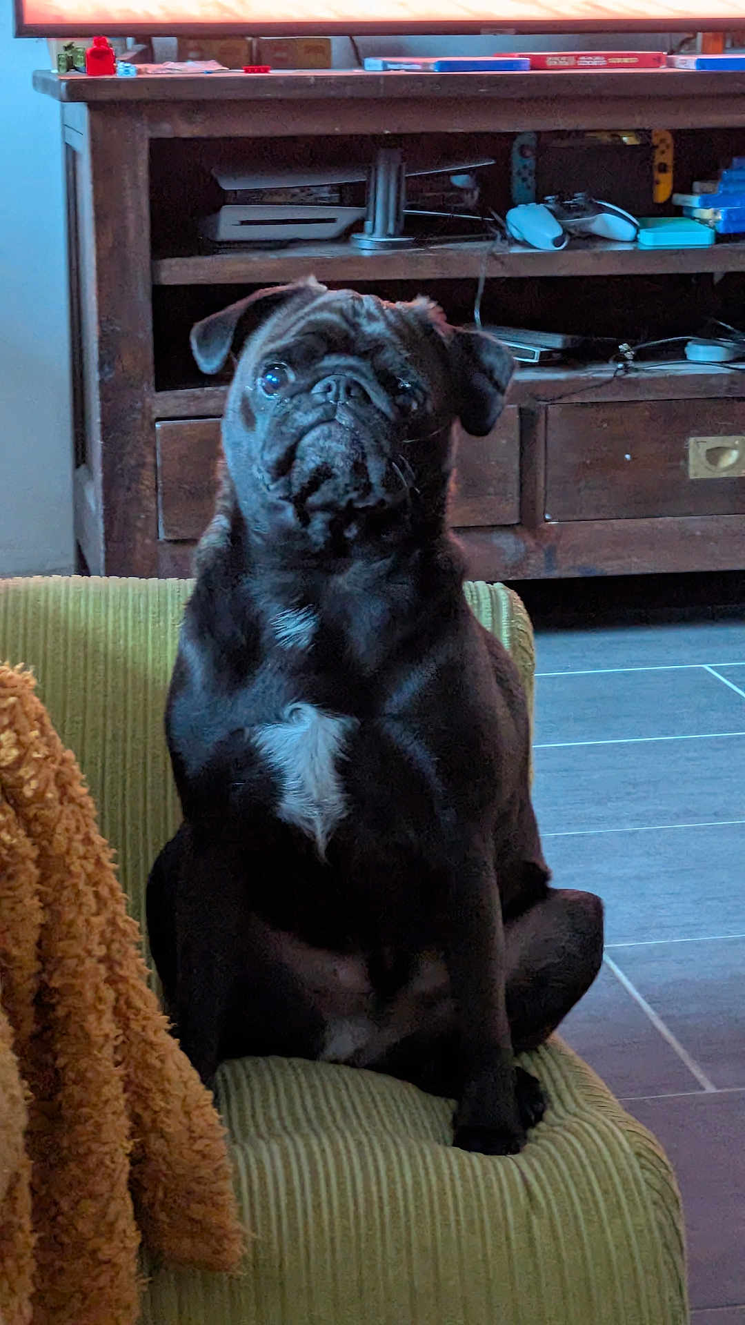 Groot participe au concours pour gagner de l'argent avec cette photo : dog, pug, black_dog, pet, indoor, chair, furniture, entertainment_unit, gaming_controller, floor, tile_floor, white_patch, curious, sitting, home, cozy, animal, mammal, companion, domestic