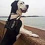 Oslo participe au concours pour gagner de l'argent avec cette photo : animal, black_and_white, calm, canine, dog, happy, harness, julius_k9, landscape, leash, nature, outdoor, overcast, pet, resting_paws, shoreline, side_view, stone_wall, tongue_out, water