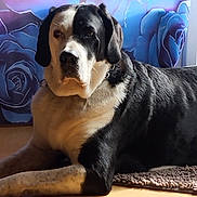 Oslo a rejoint le concours — aidez-le/la à gagner de superbes lots ! animal, black_and_white, calm, canine, companion, dog, domestic_animal, ears, floor, fur, indoor, lying_down, mat, pet, portrait, relaxed, rose_pattern, snout, sunlight, wall_art