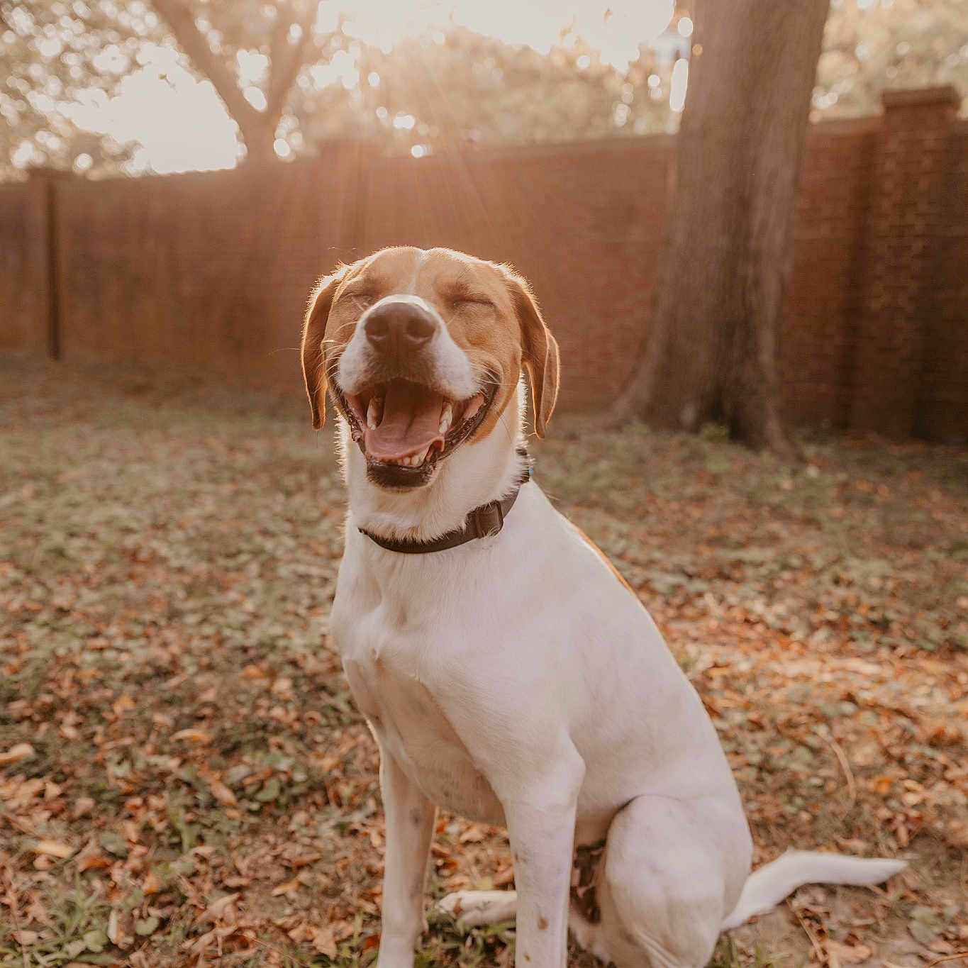Oakley