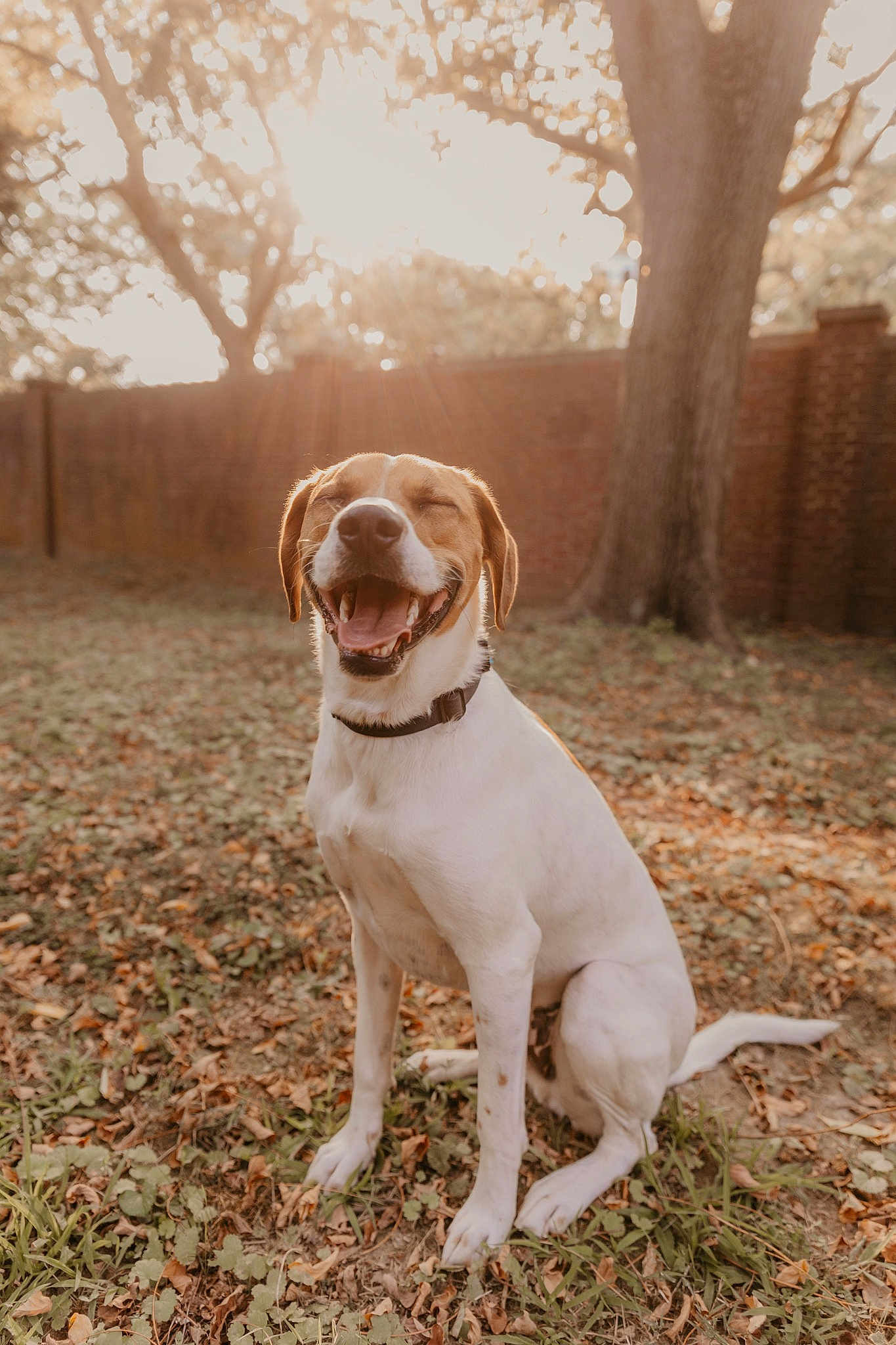 Oakley