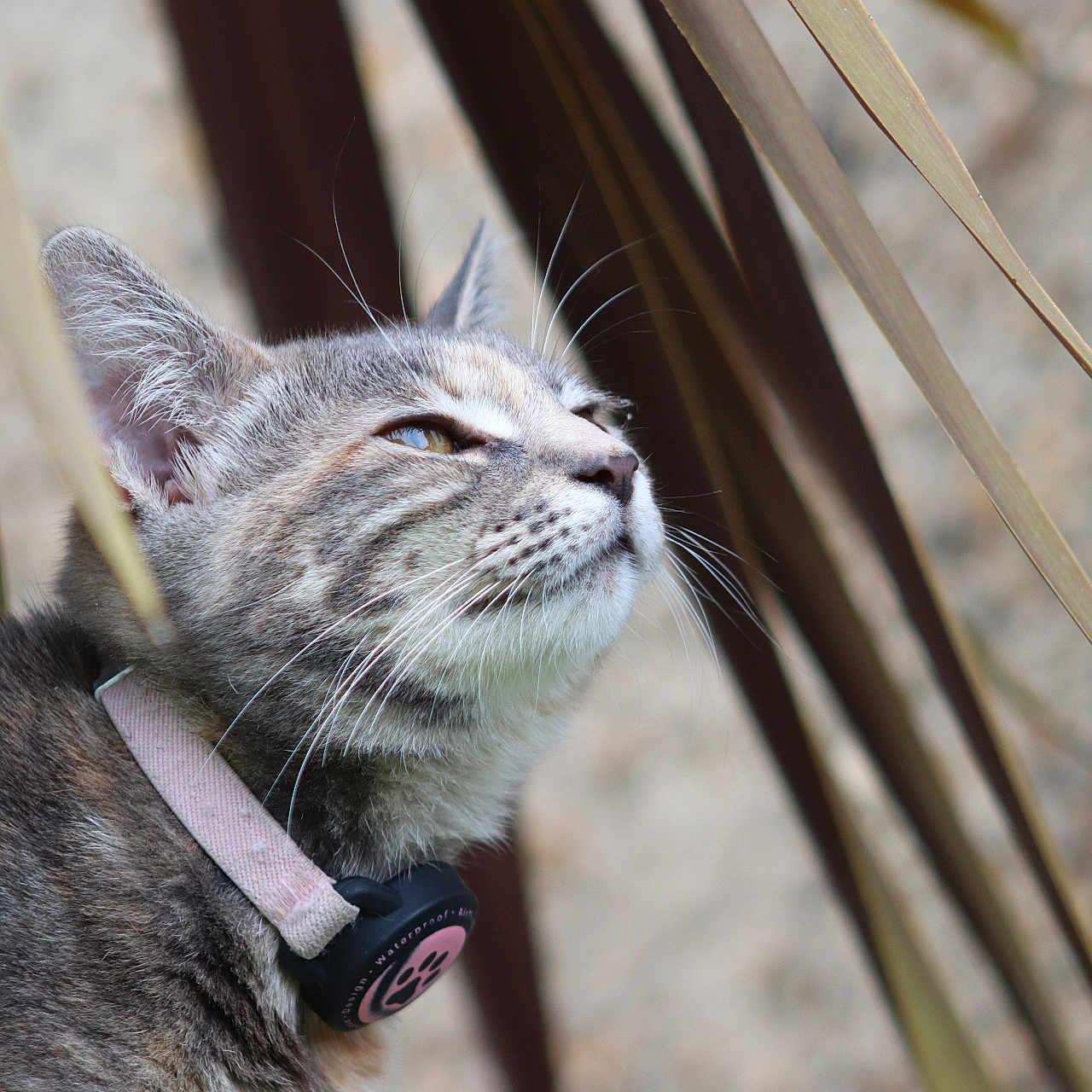 Nova is registered to the contest to win money with this photo: animal, calm, cat, close_up, collar, curious, domestic, ears, face, feline, focus, fur, leaf, nature, outdoor, pet, plant, portrait, tabby, whiskers