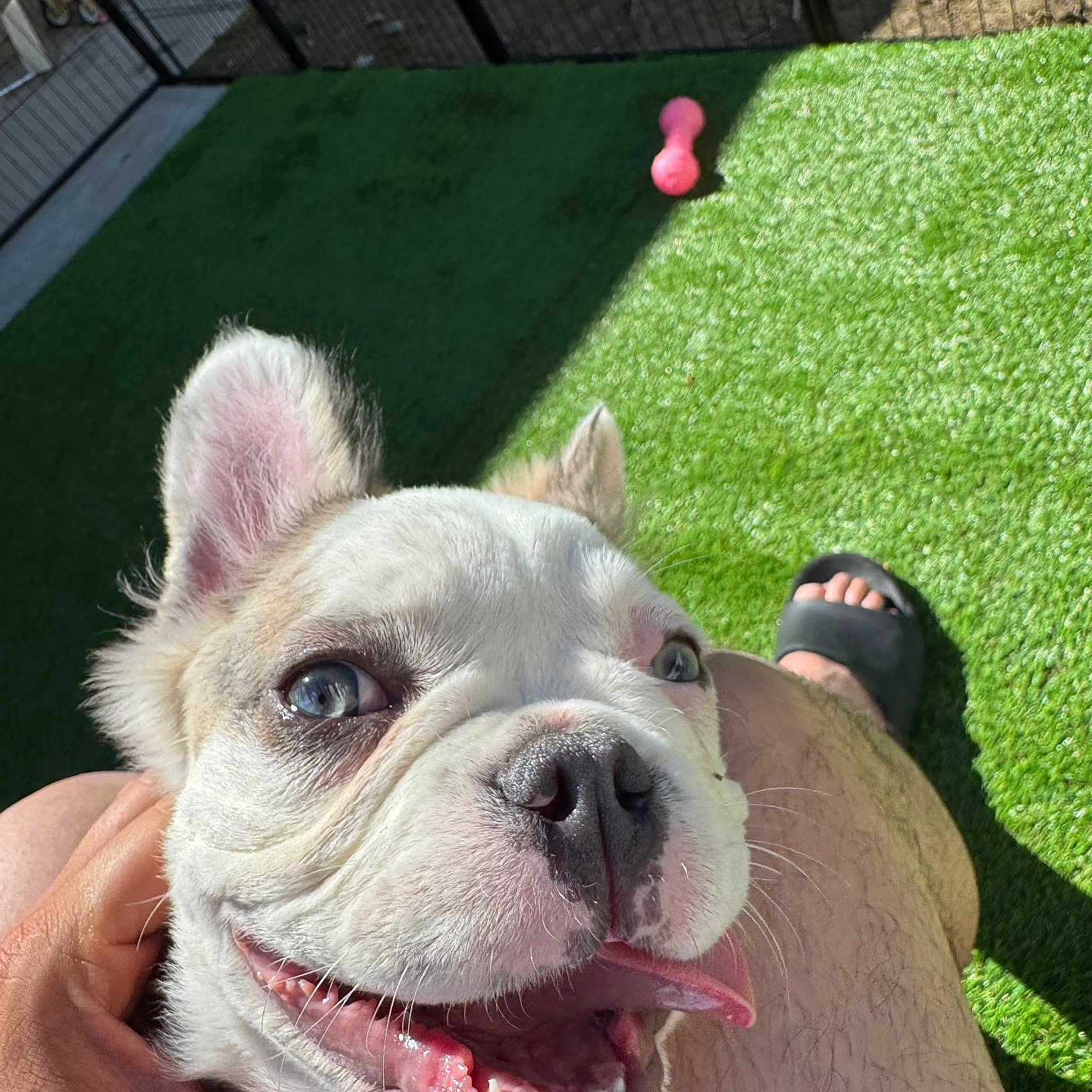 Bleu is registered to the contest to win money with this photo: animal, baby, backyard, boxer, bulldog, canine, clothing, dog, footwear, frenchbulldog, grass, lawn, machine, person, pet, pitbull, plant, puppy, shoe, wheel