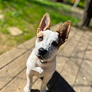 Rue joined the competition — help win amazing prizes! puppy, dog, ears, fur, white, brown, spots, collar, wooden_deck, sunlight, shadow, greenery, grass, outdoor, pet, canine, animal, portrait, young, curious