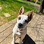 puppy, dog, ears, fur, white, brown, spots, collar, wooden_deck, sunlight, shadow, greenery, grass, outdoor, pet, canine, animal, portrait, young, curious