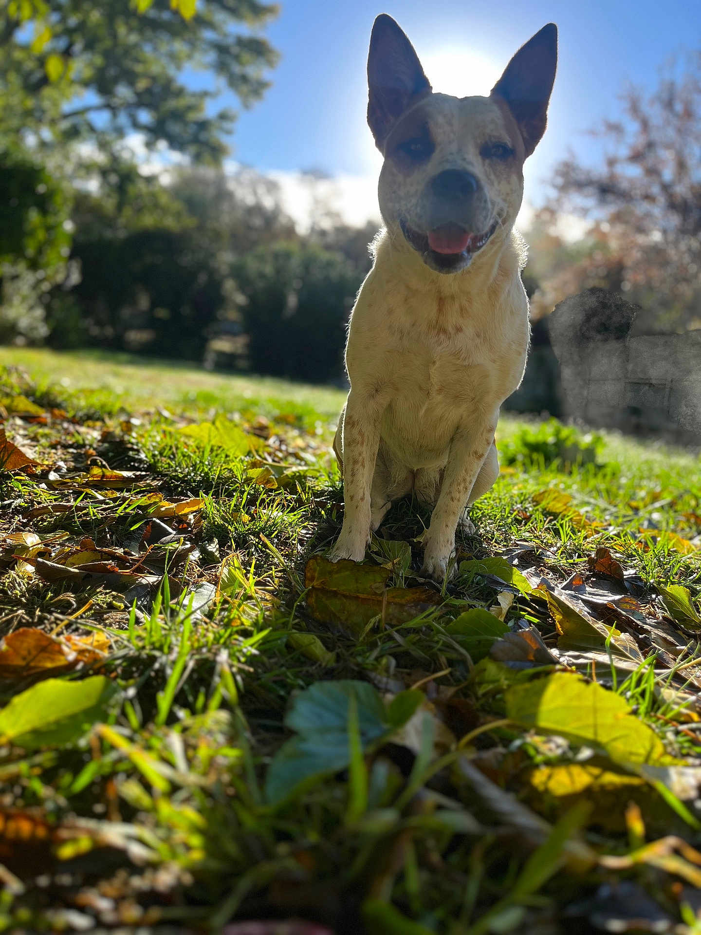 Rue joined the competition — help win amazing prizes! dog, animal, grass, leaves, outdoor, nature, sunlight, tree, pet, mammal, happy, smiling, autumn, park, daytime, background_blur, ears, sitting, friendly, canine