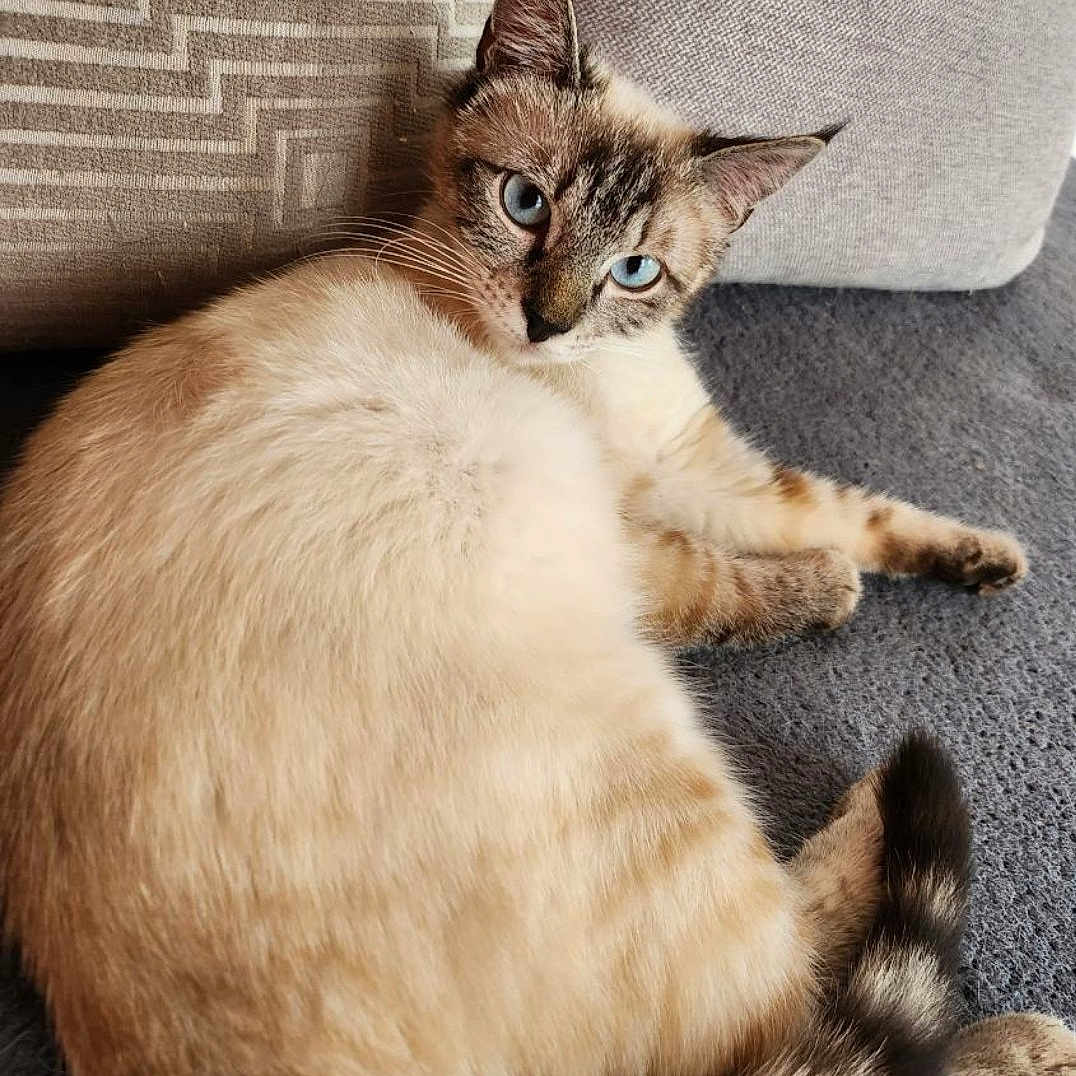 Lilou participe au concours pour gagner de l'argent avec cette photo : abyssinian, angora, animal, cat, homedecor, kitten, manx, pet, siamese