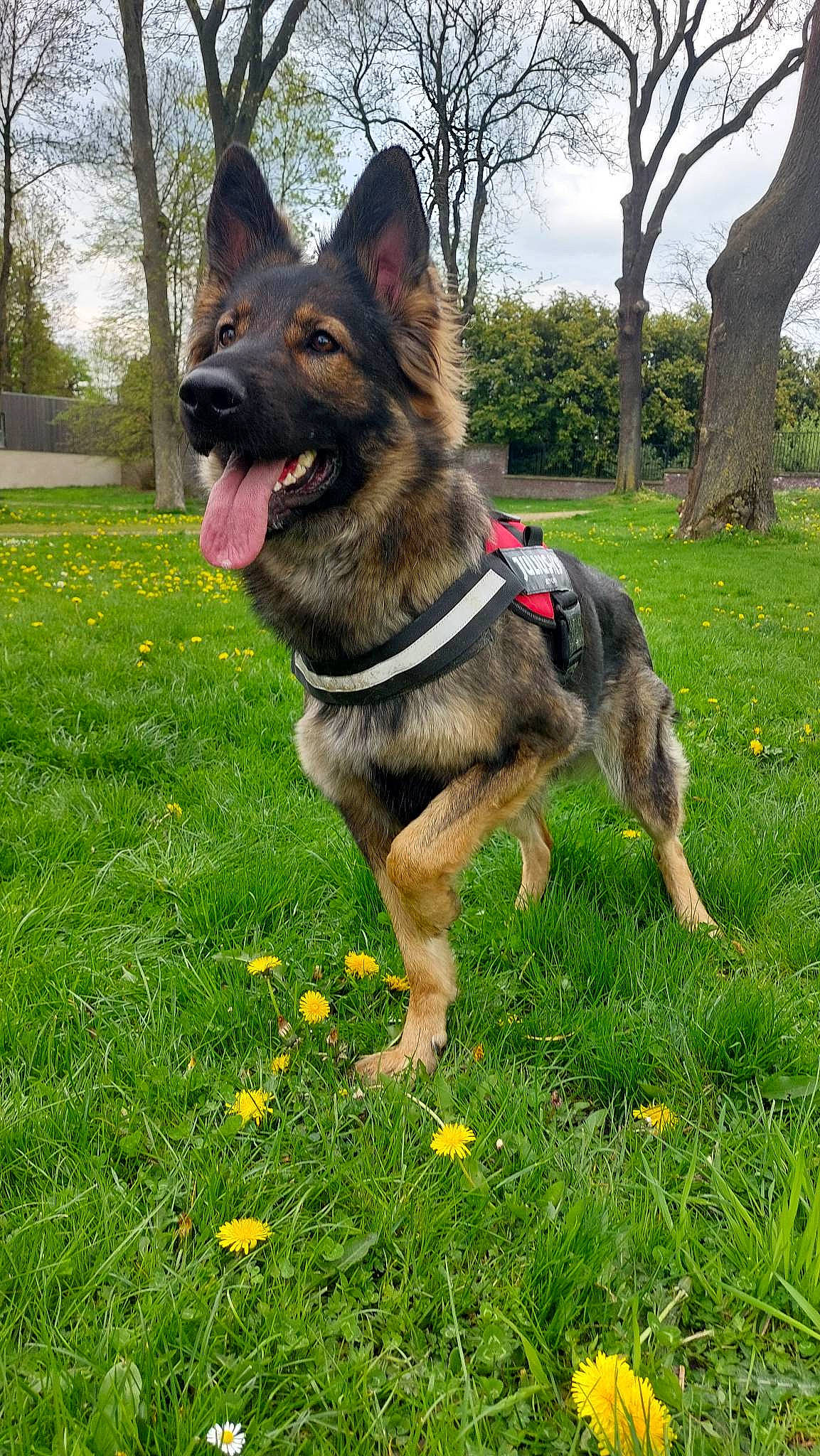 Laïka participe au concours pour gagner de l'argent avec cette photo : carnivore, collar, companion_dog, dog, dog_breed, dog_collar, dog_supply, fawn, flower, german_shepherd_dog, grass, herding_dog, pet_supply, plant, sky, snout, sporting_group, terrestrial_animal, tree, working_animal