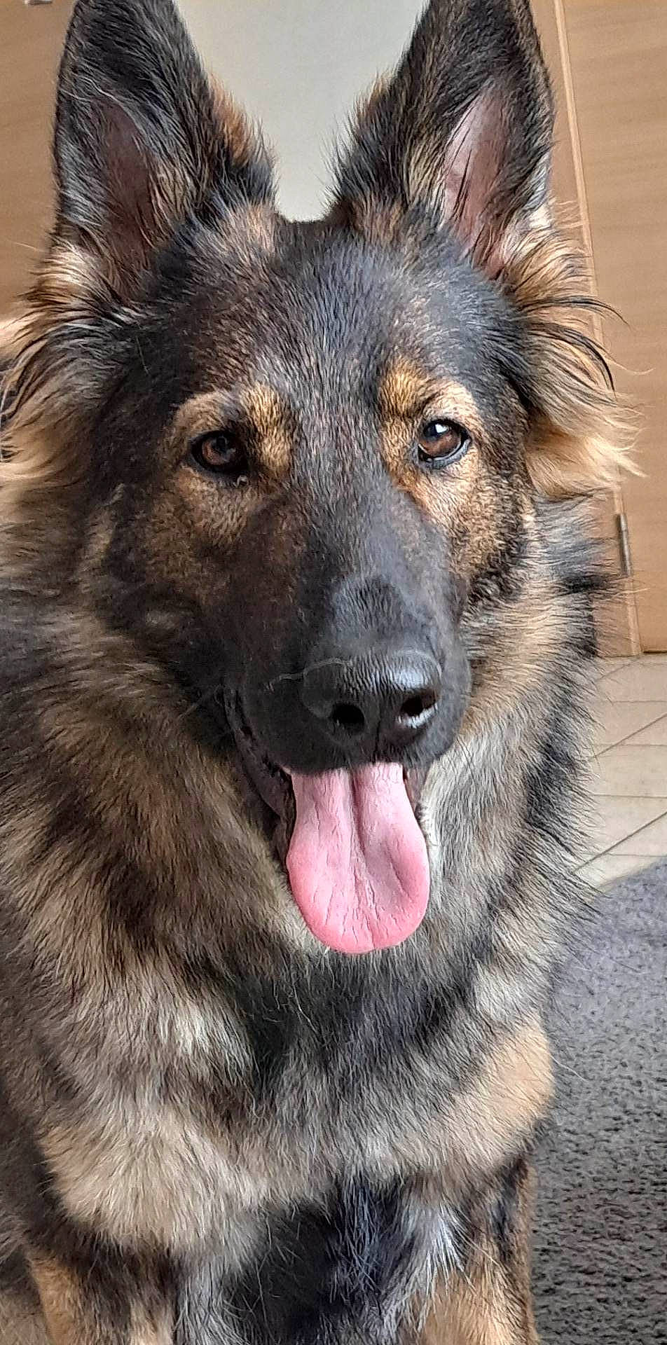 Laïka a rejoint le concours — aidez-le/la à gagner de superbes lots ! canidae, carnivore, close_up, companion_dog, dog, dog_breed, east_european_shepherd, eye, fur, german_shepherd_dog, human_body, jaw, king_shepherd, old_german_shepherd_dog, snout, sporting_group, terrestrial_animal, whiskers, working_animal, working_dog