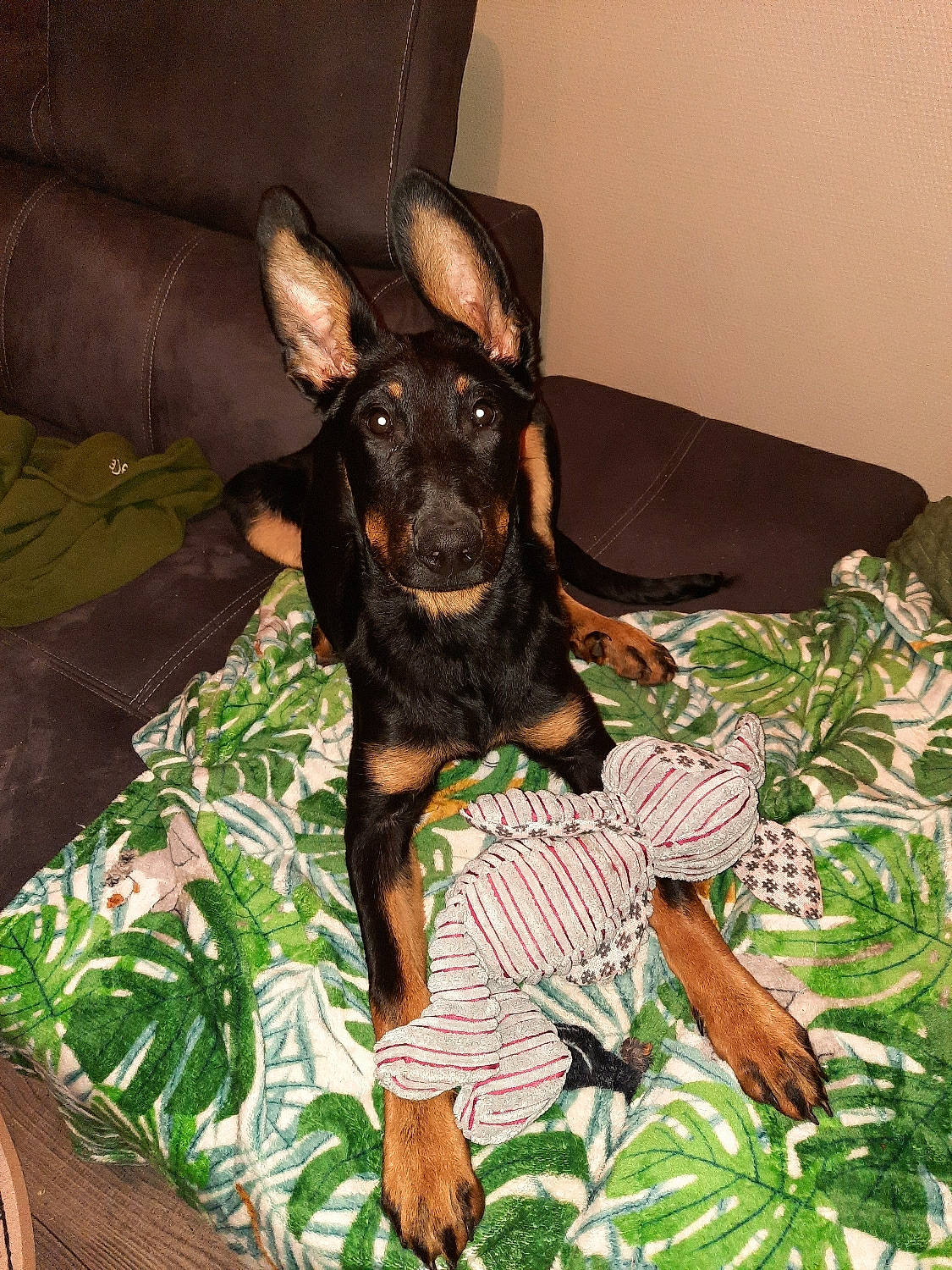 Rayna participe au concours pour gagner de l'argent avec cette photo : bed, carnivore, comfort, companion_dog, dobermann, dog, dog_breed, dog_supply, ear, guard_dog, linens, pattern, pinscher, prazsky_krysarik, sleeper_chair, sporting_group, toy_dog, whiskers, working_animal, working_dog