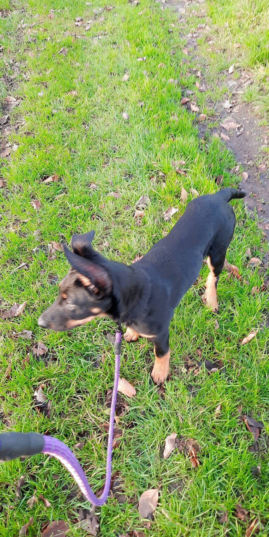 Rayna a rejoint le concours — aidez-le/la à gagner de superbes lots ! canidae, carnivore, companion_dog, dobermann, dog, dog_breed, fawn, grass, groundcover, guard_dog, liver, plant, prazsky_krysarik, snout, sporting_group, tail, terrestrial_animal, terrestrial_plant, working_animal, working_dog