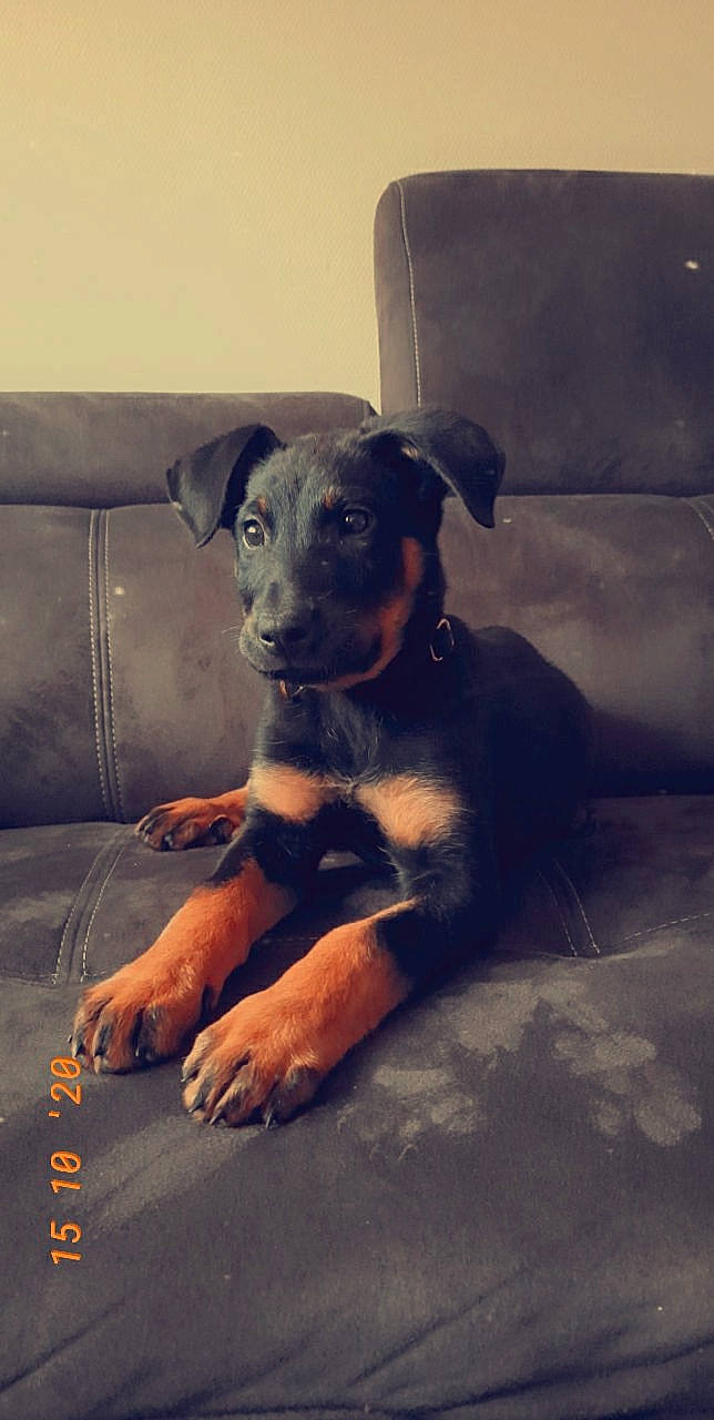 Rayna participe au concours pour gagner de l'argent avec cette photo : canidae, carnivore, comfort, companion_dog, couch, dog, dog_breed, fawn, fur, guard_dog, paw, rottweiler, sitting, snout, sporting_group, terrestrial_animal, toy_dog, whiskers, working_animal, working_dog