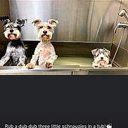 Lexi Sofi Rascal is registered to the contest to win money with this photo: animal, bath, bathroom, clean, cute, dog, ears, fur, grooming, indoor, looking, paw, pet, pet_care, schnauzer, snout, stainless_steel, three, tub, waiting