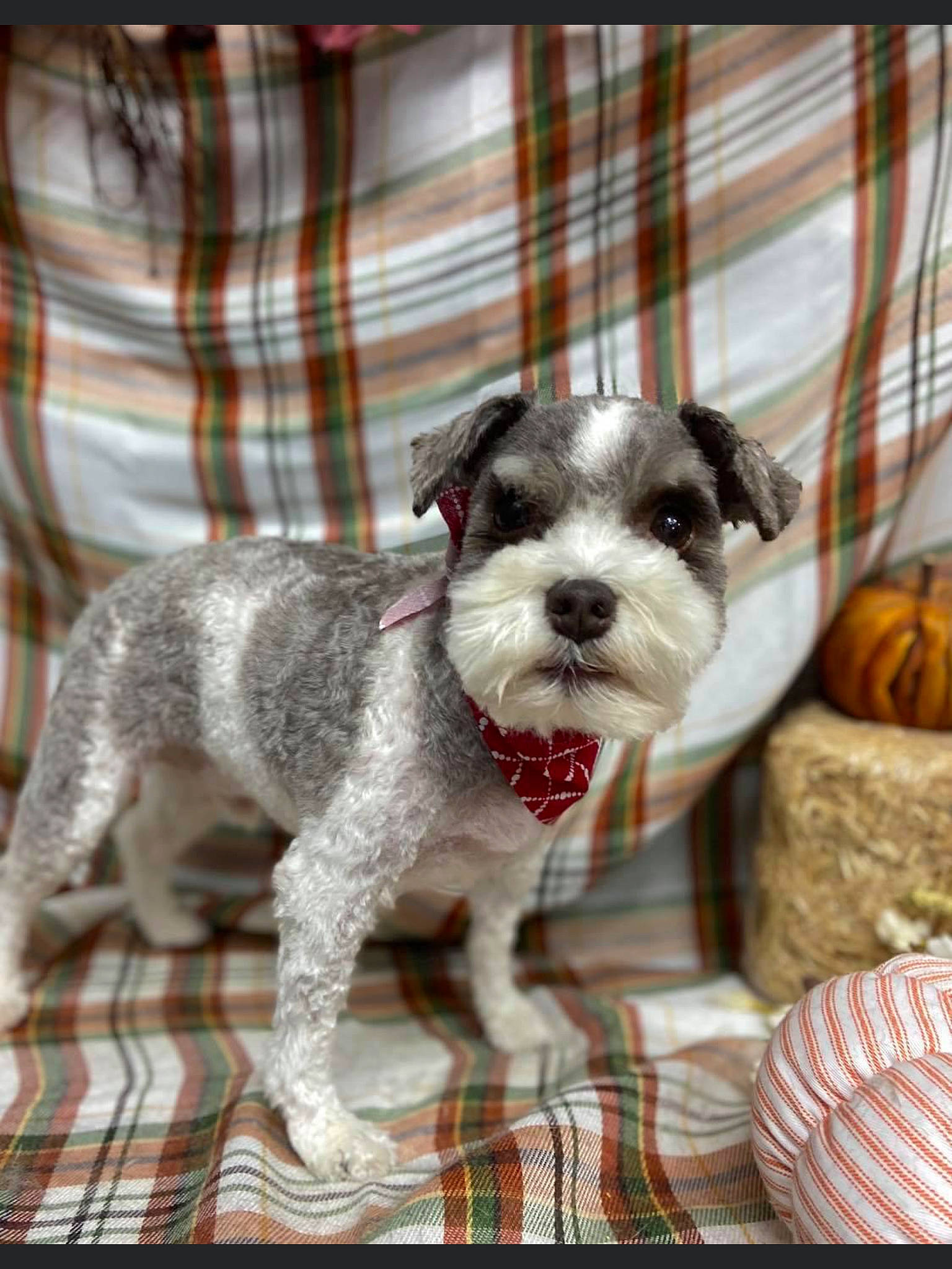 Rascal is registered to the contest to win money with this photo: calabaza, carnivore, companion_dog, dog, dog_breed, dog_supply, grey, home_accessories, linens, pattern, pet_supply, plaid, pumpkin, puppy, snout, tartan, textile, toy_dog, vegetable, working_animal