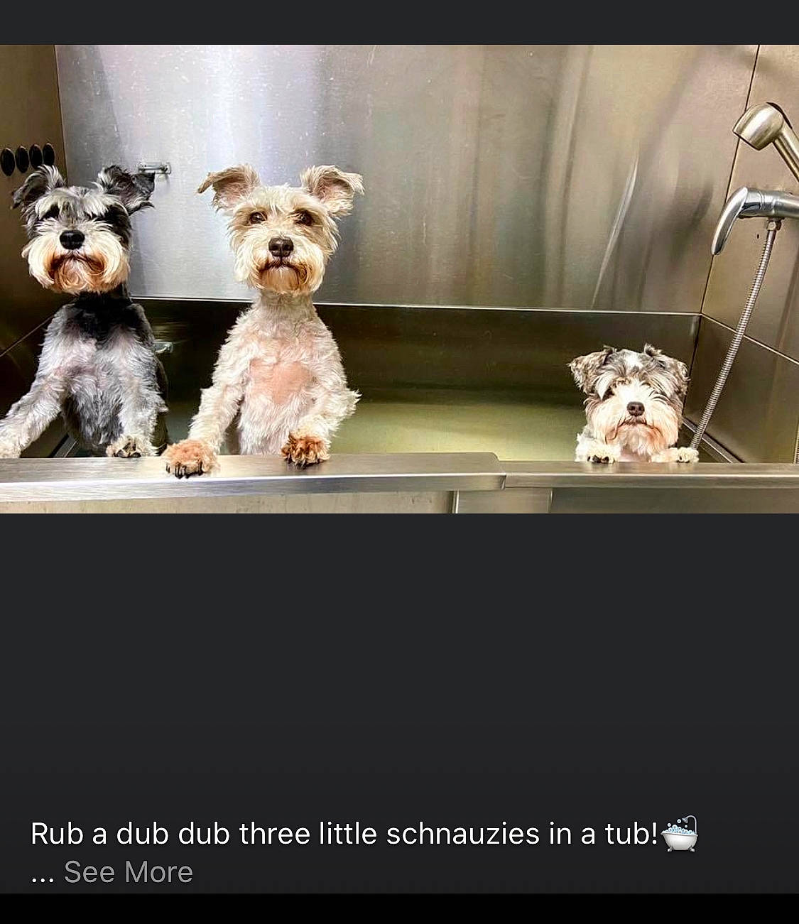 Rascal joined the competition — help win amazing prizes! canidae, carnivore, companion_dog, dog, dog_breed, dog_supply, fox_terrier, lakeland_terrier, pet_supply, schnauzer, small_terrier, snout, stuffed_toy, terrier, toy_dog, vertebrate, water_dog, wire_hair_fox_terrier, working_animal, working_dog