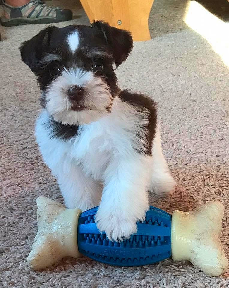 Rascal joined the competition — help win amazing prizes! canidae, carnivore, companion_dog, dog, dog_breed, dog_supply, dog_toy, fur, non_sporting_group, pet_supply, puppy, small_terrier, snout, sock, terrier, toy, toy_dog, working_animal, working_dog, wrist