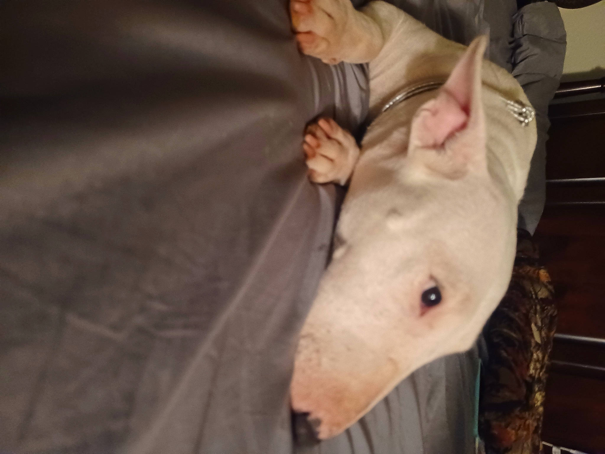 Arya is registered to the contest to win money with this photo: bull_and_terrier, bull_terrier, bull_terrier_miniature, canidae, chest, collar, companion_dog, dog_breed, ear, english_white_terrier, fawn, livestock, non_sporting_group, old_english_terrier, snout, sporting_group, terrestrial_animal, whiskers, working_animal, wrinkle