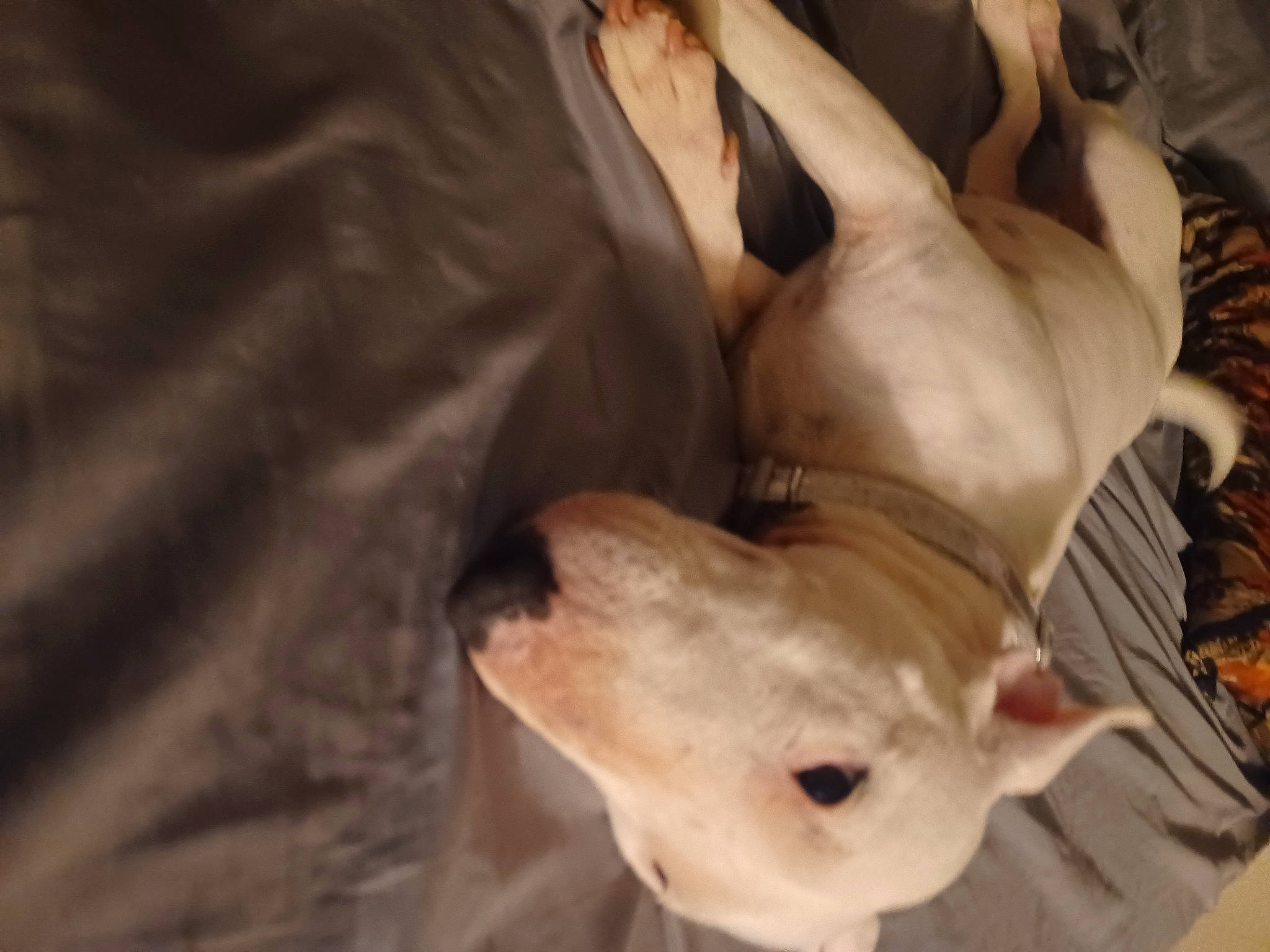 Arya is registered to the contest to win money with this photo: canidae, carnivore, comfort, companion_dog, dog, dog_breed, ear, fawn, felidae, fur, gesture, guard_dog, non_sporting_group, paw, sporting_group, tail, terrestrial_animal, toy_dog, whiskers, working_animal