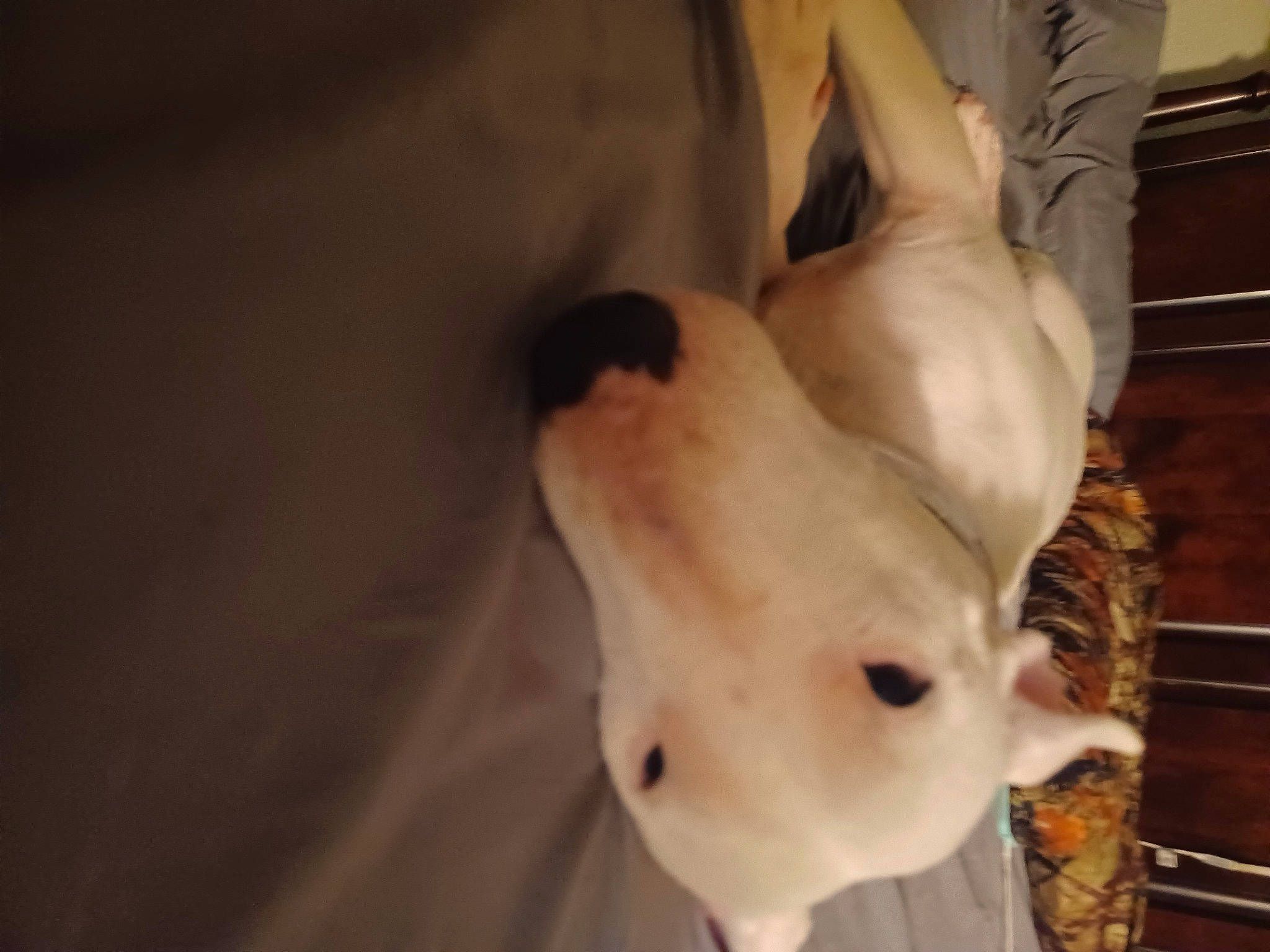 Arya is registered to the contest to win money with this photo: canidae, carnivore, collar, companion_dog, dog, dog_breed, dog_supply, ear, fawn, fur, jaw, pet_supply, puppy, snout, sporting_group, tail, terrestrial_animal, toy_dog, whiskers, working_animal