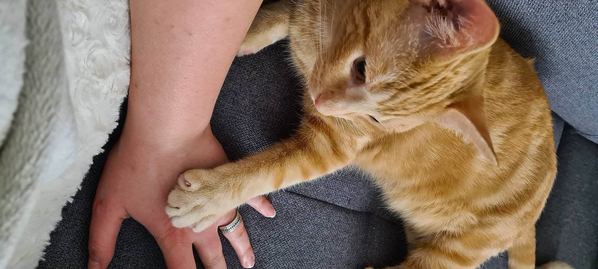 Smoothie a rejoint le concours — aidez-le/la à gagner de superbes lots ! canidae, carnivore, cat, claw, domestic_short_haired_cat, fawn, felidae, finger, foot, fur, gesture, human_leg, nail, paw, small_to_medium_sized_cats, snout, tail, vertebrate, whiskers, wildlife