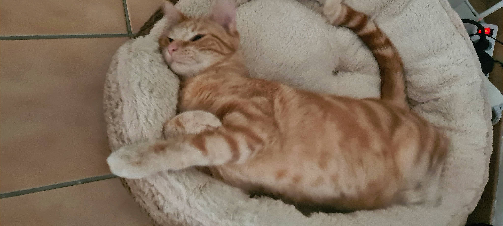 Smoothie participe au concours pour gagner de l'argent avec cette photo : carnivore, cat, cat_bed, cat_supply, claw, comfort, domestic_short_haired_cat, fawn, felidae, fur, nap, paw, pet_supply, sleep, small_to_medium_sized_cats, snout, tail, whiskers