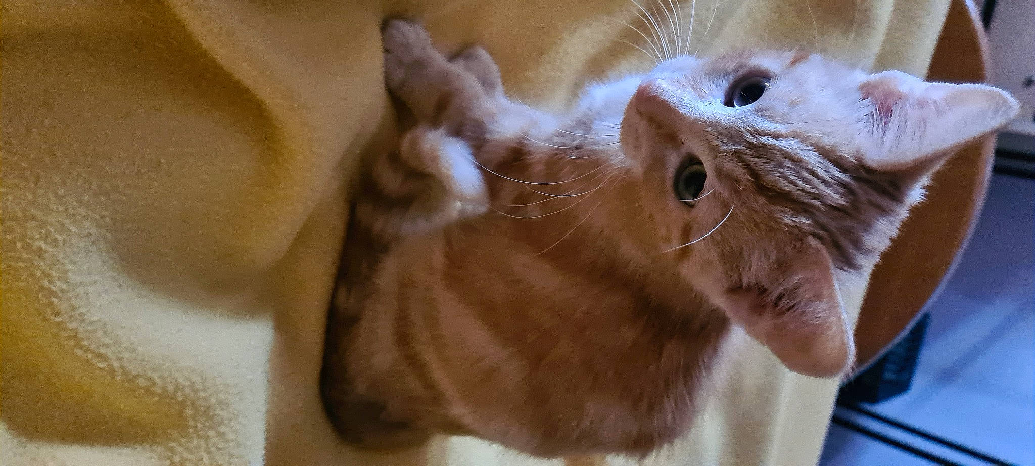 Smoothie a rejoint le concours — aidez-le/la à gagner de superbes lots ! carnivore, cat, claw, domestic_short_haired_cat, ear, fawn, felidae, fur, gesture, paw, small_to_medium_sized_cats, snout, tail, terrestrial_animal, whiskers