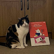 Cookie joined the competition — help win amazing prizes! cat, calico_cat, indoor, carpet, cabinet, advent_calendar, christmas, holiday, pet, animal, feline, sitting, decor, wood, furniture, cute, domestic, floor, festive, present