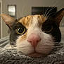 cat, close_up, face, nose, eyes, whiskers, fur, calico, pet, indoor, blanket, texture, soft, resting, cozy, blurred_background, animal, cute, domestic, portrait